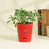 Gift Together Forever Fittonia Plant