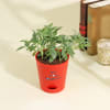 Buy Together Forever Fittonia Plant
