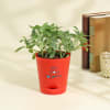 Together Forever Fittonia Plant Online