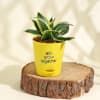 Gift Together Forever Snake Plant and Aralia Plant