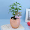 Gift Tulasi Plant With A Special Copper Planter for Mother's Day
