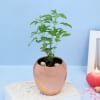 Buy Tulasi Plant With A Special Copper Planter for Mother's Day