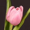 Tulip Aafke (Bunch of 10) Online