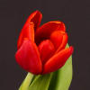 Tulip Abra (Bunch of 10) Online
