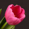 Tulip Carmen (Bunch of 10) Online