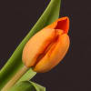 Tulip Charada (Bunch of 10) Online