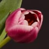 Tulip Cracker (Bunch of 10) Online
