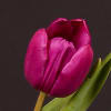 Tulip Purple Prince (Bunch of 10) Online