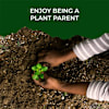 Buy Tulsi Plant Grow Kit