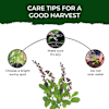 Shop Tulsi Plant Grow Kit