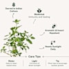 Buy Tulsi Plant in Jute Wrapping with Plastic Planter