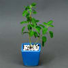 Buy Tulsi Plant in Personalized Ceramic Pot
