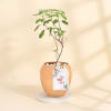 Gift Tulsi Plant With A Special Copper Planter for Mother's Day