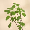 Buy Tulsi Plant With A Special Copper Planter for Mother's Day