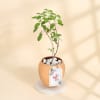 Tulsi Plant With A Special Copper Planter for Mother's Day Online