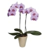 TWO BRANCHED ORCHID IN A CERAMIC POT Online