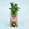 Gift Two Layer Lucky Bamboo In Personalized Glass Pot (Moderate Light/Less Water)