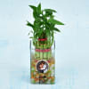 Gift Two Layer Lucky Bamboo In Personalized Pot (Mild Light/Less Water)