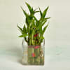 Gift Two Layer Lucky Bamboo Plant - Customized With Logo