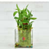 Two Layer Lucky Bamboo Plant - Customized With Logo Online