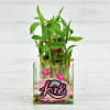 Two Layer Lucky Bamboo Plant in Customized Love Glass Pot Online