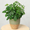 Umbrella Plant Online