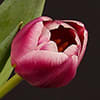 Vanda Bright Pink (per Stem) Online