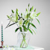 Vanilla Lily Dream Online
