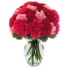 Very Berry Carnations Online