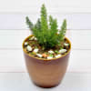 Gift Vibrant Airpurifying Asparagus Ferns Plant (More Light/More Water)