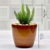 Buy Vibrant Airpurifying Asparagus Ferns Plant (More Light/More Water)