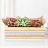 Gift Vibrant Fittonia Tray Garden