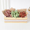 Buy Vibrant Fittonia Tray Garden