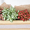Shop Vibrant Fittonia Tray Garden