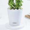 Buy Vibrant Jade Plant And Self Watering Planter