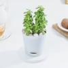 Shop Vibrant Jade Plant And Self Watering Planter