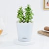 Vibrant Jade Plant And Self Watering Planter Online