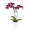 Violet Beauty Mini Orchid Plant Online
