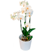 White charm in a pot Online