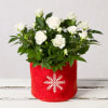 White Christmas Rose Online