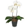 White Orchid (Phalaenopsis) Online