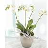 White Orchid Plant in Pot Online