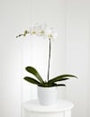 White Orchid Planter Online