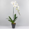 White Phalaenopsis Online