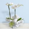 White phalaenopsis orchids Online