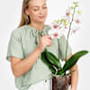 White-Pink Orchid in Vase Online