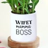 Buy Wifey Mamma Boss Bamboo Plant