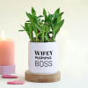 Wifey Mamma Boss Bamboo Plant Online
