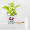 Wishing Tree Rakhi And Money Plant Combo Online