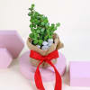 Gift Wrapped in Jade's Love Plant